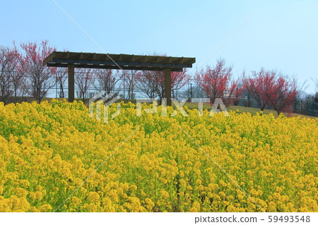 [Kagawa Prefecture] Sanuki Manno Park "rape field" 59493548