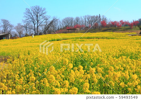 [Kagawa Prefecture] Sanuki Manno Park "rape field" 59493549
