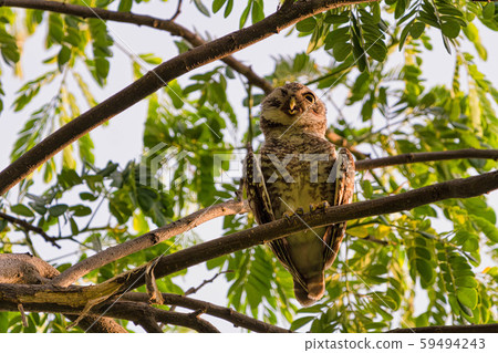 The birds that live as families are located  in the hollows of trees with a white background.Spotted owlet are natural wildlife. Resident of open habitats including farmland and human habitation. 59494243