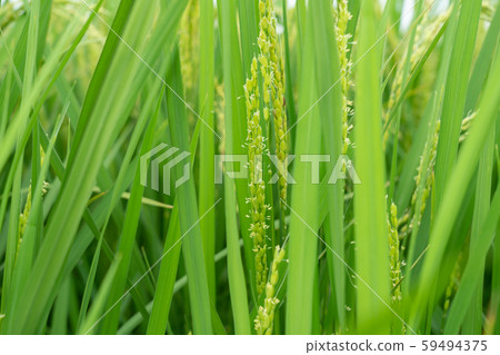Rice flowers (August) 59494375