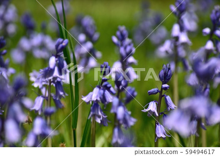 Shiracampanurata藍色紫色花 59494617
