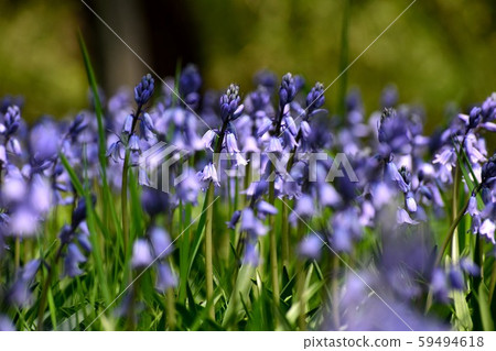 Shiracampanurata Blue purple flower up Shiracampanurata Blue purple flower up 59494618