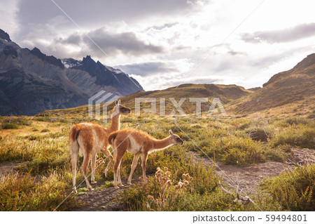 Torres Torres 59494801