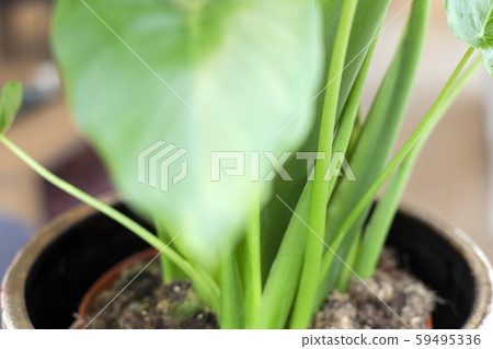 Macro close-up of a green house plant, green leaves in the sunlight modern interior decoration 59495336