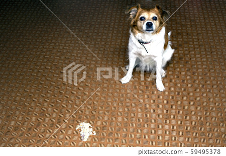 Dog vomit in the living room on the floor, sick dog vomitted to cure itself 59495378