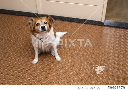 Dog vomit in the living room on the floor, sick dog vomitted to cure itself 59495379