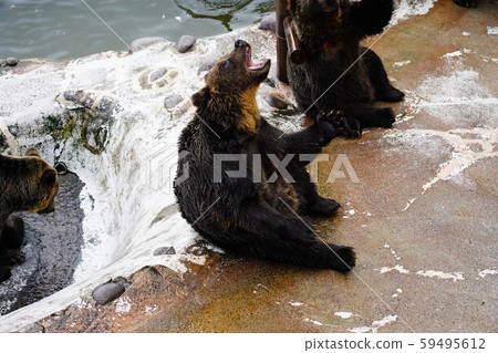 Brown bear catching noboribetsu bear ranch by mouth 59495612