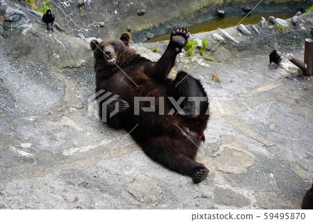 Brown bear to lie on the Noboribetsu Bear Park 59495870