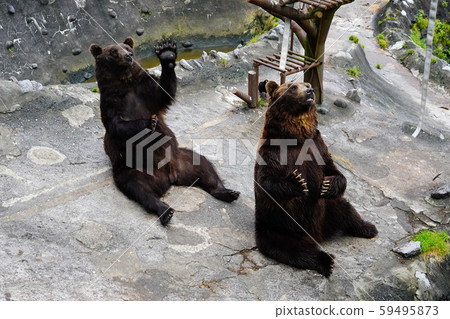 棕色熊吸引登別熊公園 棕色熊吸引登別熊公園 59495873