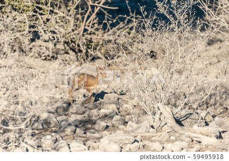 A Dik Dik hiding behind bushes in Etosha A Dik Dik hiding behind bushes in Etosha 59495918