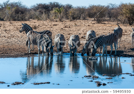 A group of Zebras in Etosha A group of Zebras in Etosha 59495930
