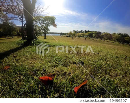 Fallen leaves  59496207