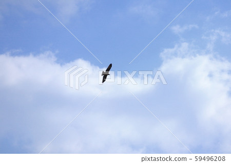 Birds flying in the sky 59496208