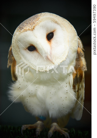 Barn owl closeup of face 59497390