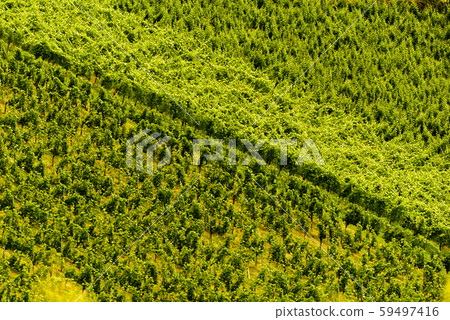 Grapes plantation green rows pattern Grapes plantation green rows pattern 59497416