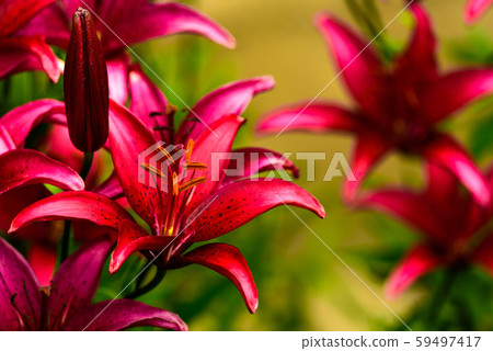 Beautiful vivid red lily. 59497417