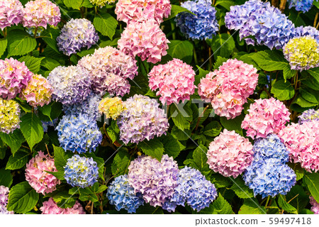 Bunch of colorful flowers 59497418