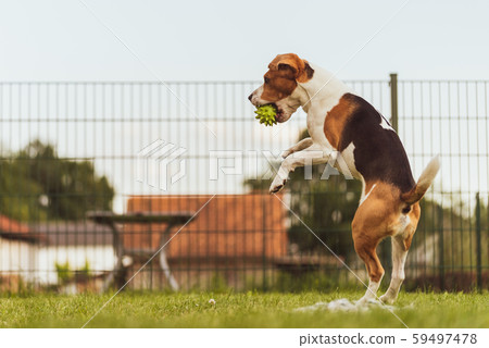Dog run Beagle fun and jumping Dog run Beagle fun and jumping 59497478