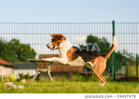 Dog run Beagle fun and jumping Dog run Beagle fun and jumping 59497479