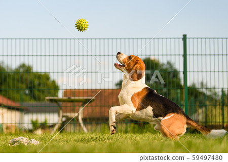 Dog run Beagle fun and jumping Dog run Beagle fun and jumping 59497480
