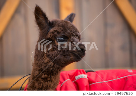 Close up photo of an adorable cute brown curly fluffy baby alpaca in red coat with big black clever 59497630