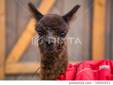 Close up photo of an adorable cute brown curly fluffy baby alpaca in red coat with big black clever 59497631