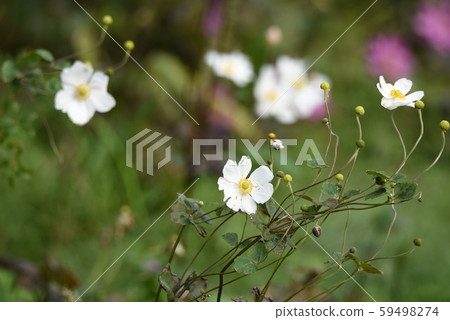 Shumayigiku (Autumn) Shumayigiku (Autumn) 59498274