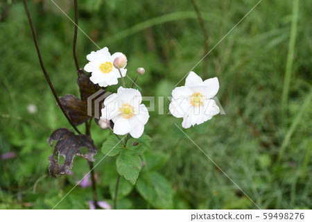 Shumayigiku (Autumn) Shumayigiku (Autumn) 59498276