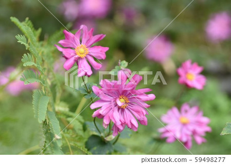 Shumayigiku (Autumn) Shumayigiku (Autumn) 59498277
