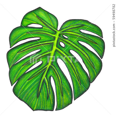 Monstera leaf. Illustration colored pencils. Monstera leaf. Illustration colored pencils. 59498782