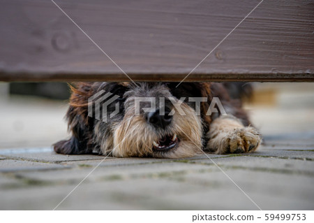 Dog guarding the house looks out into the gap under the wooden fence 59499753