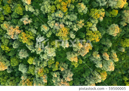 Magical summer forest with warm sunbeams Magical summer forest with warm sunbeams 59500005