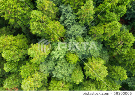 Aerial drone photo looking down on magical summer forest Aerial drone photo looking down on magical summer forest 59500006