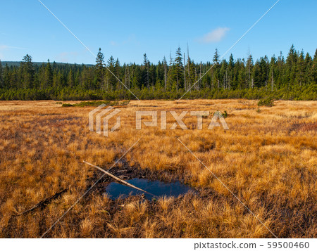 Peat bog of Jizera Mountains Peat bog of Jizera Mountains 59500460
