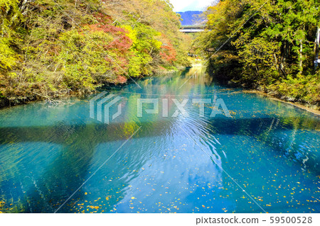 Shiman溫泉入口堰的秋葉 Shiman溫泉入口堰的秋葉 59500528