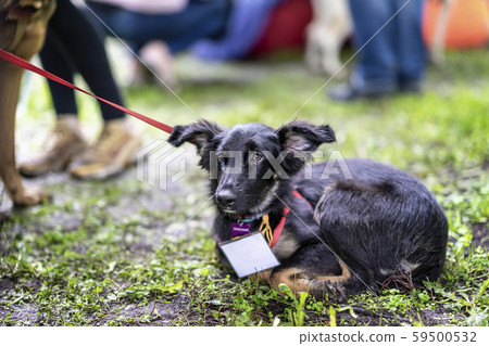 Cute litle black dog from shelter with timid and sad eyes of hope, waiting kind owner, special 59500532