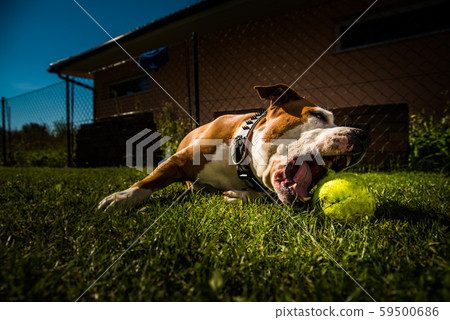 Staffordshire Terrier Amstaff dog in a garden with 59500686