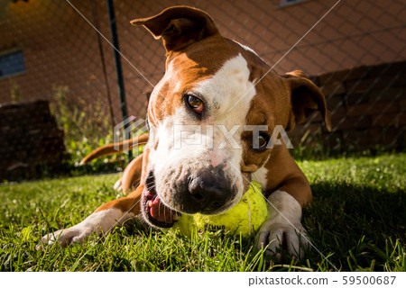 Staffordshire Terrier Amstaff dog in a garden with 59500687