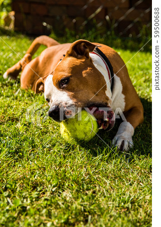 Staffordshire Terrier Amstaff dog in a garden with Staffordshire Terrier Amstaff dog in a garden with 59500688