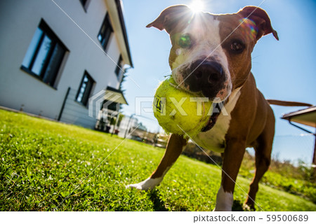 Staffordshire Terrier Amstaff dog in a garden with Staffordshire Terrier Amstaff dog in a garden with 59500689