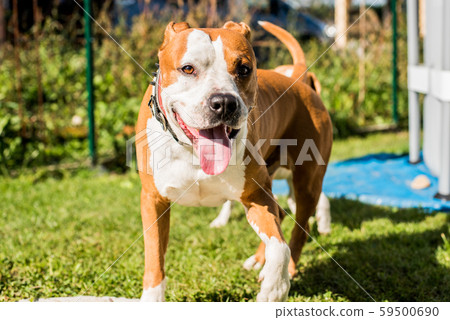 American Staffordshire Terrier Amstaff dog play in American Staffordshire Terrier Amstaff dog play in 59500690