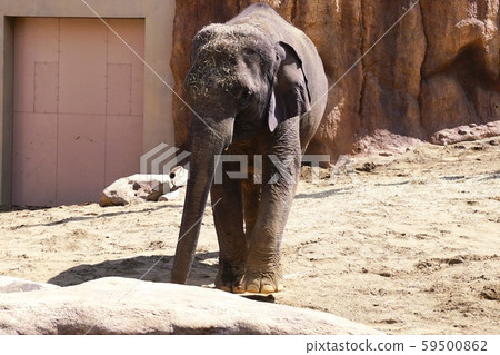 Popular Asian Elephant 59500862
