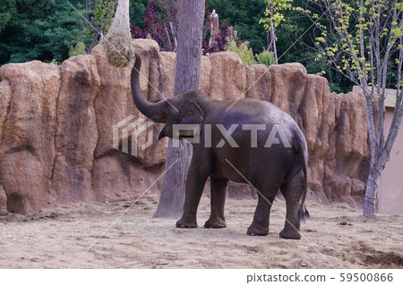Popular Asian Elephant Popular Asian Elephant 59500866