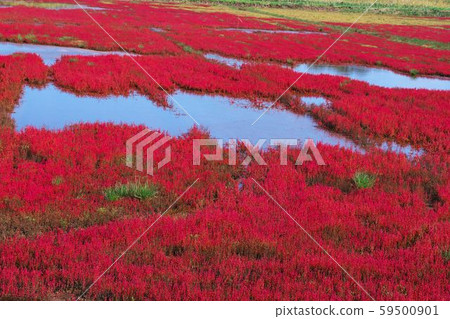 Akeshiso dyed in red 59500901