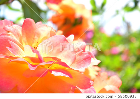 玫瑰黃銅樂隊橙花放大 玫瑰黃銅樂隊橙花放大 59500935