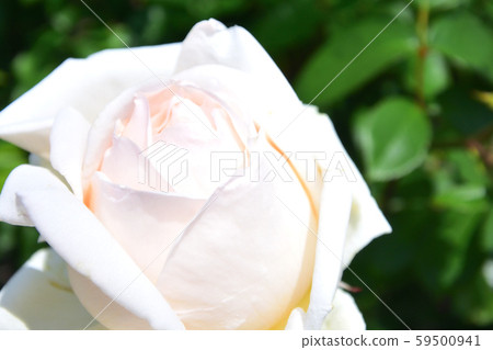 玫瑰夫人克諾爾白玫瑰芽特寫 玫瑰夫人克諾爾白玫瑰芽特寫 59500941