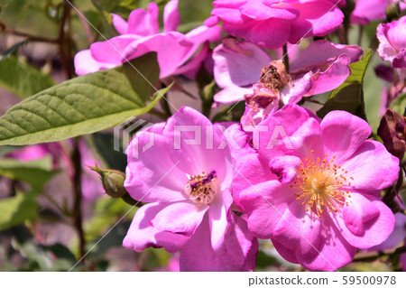 玫瑰薰衣草夢花瓣 59500978