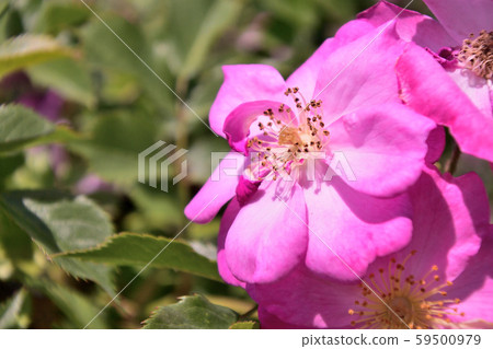 玫瑰薰衣草夢想簡介 59500979