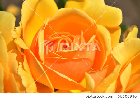 玫瑰琥珀皇后黃色玫瑰花瓣 59500980