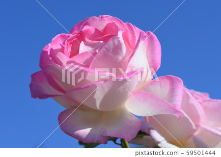 Rose (Princess de Monaco) 59501444